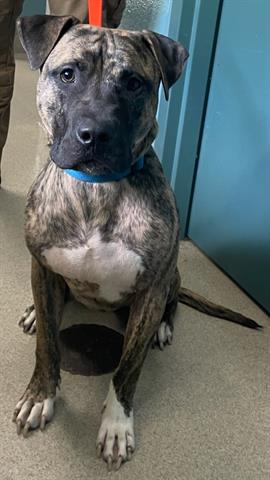 adoptable Dog in Newton, NC named OLIVER