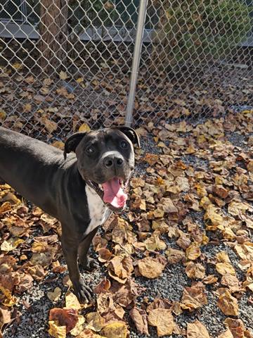 adoptable Dog in Newton, NC named TOBY