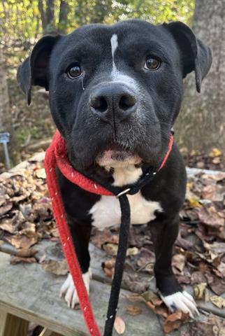 adoptable Dog in Newton, NC named RIVER