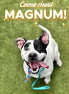 adoptable Dog in  named MAGNUM