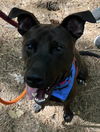 adoptable Dog in  named DASH
