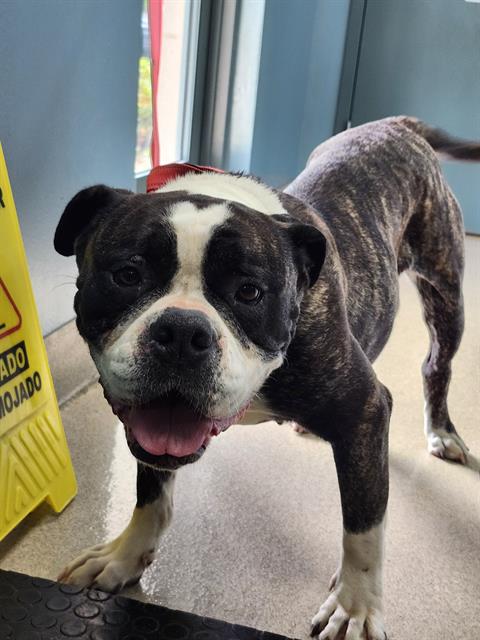 adoptable Dog in Newton, NC named SWEET CAROLINE