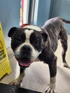 adoptable Dog in  named SWEET CAROLINE