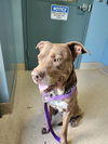 adoptable Dog in  named RONAN