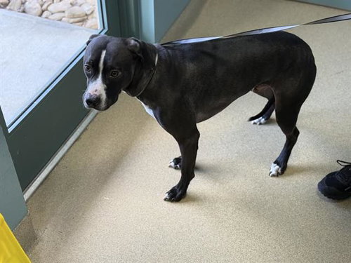 picture of the dog needing adoption