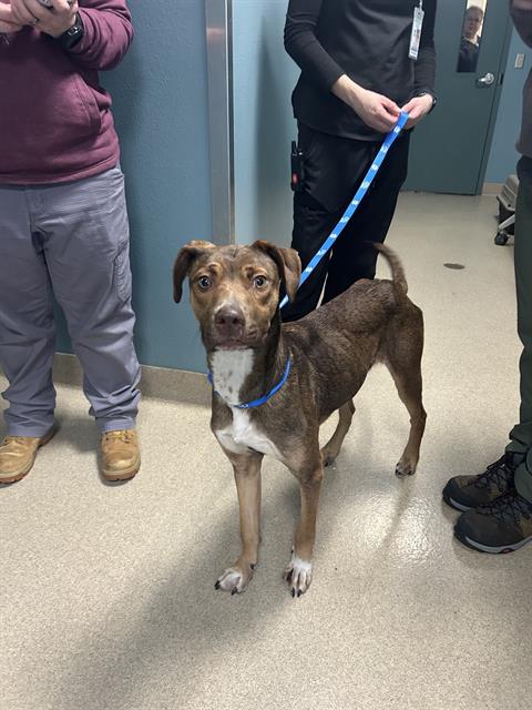 picture of the dog needing adoption