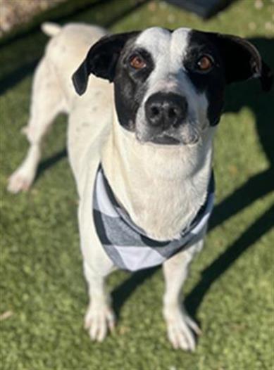 picture of the dog needing adoption