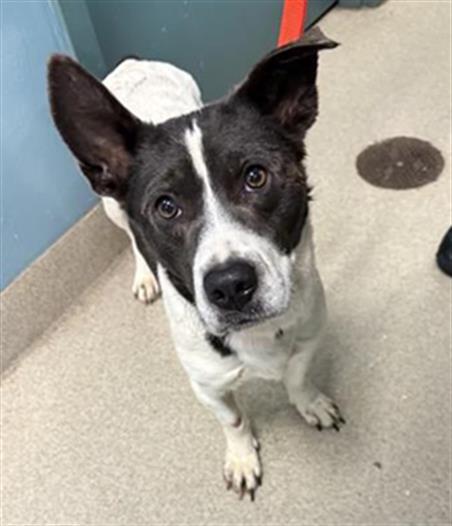 KOBY, an adoptable Beagle in Newton, NC