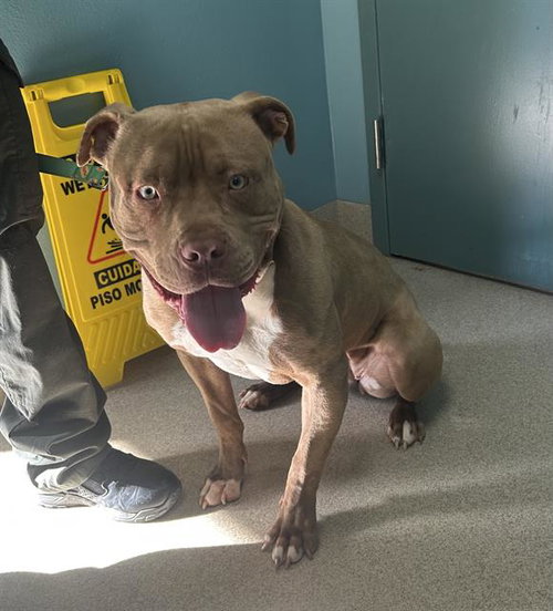 BIANCA, an adoptable Pit Bull Terrier in Newton, NC