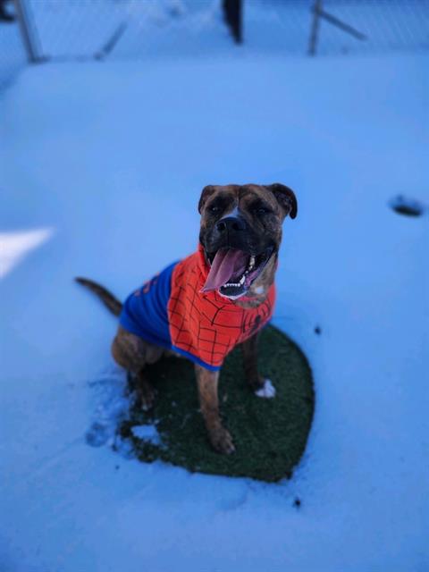 MARVEL, an adoptable Boxer in Newton, NC