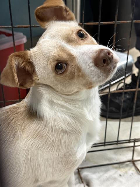 MUGSY, an adoptable Chihuahua in Newton, NC