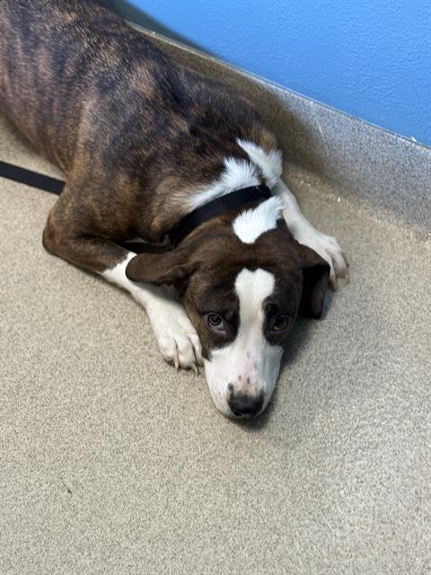 CONNIE, an adoptable Pit Bull Terrier in Newton, NC