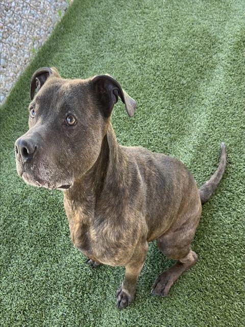HARLEY, an adoptable Pit Bull Terrier in Newton, NC