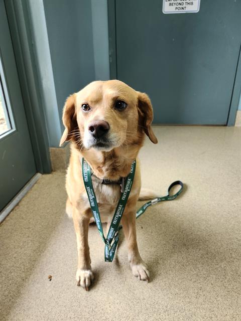 BUDDY, an adoptable Beagle in Newton, NC