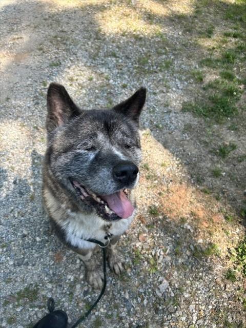 KODA