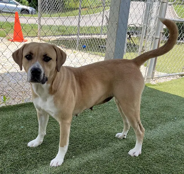 Nova - Black Mouth Cur