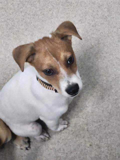 TYSON, an adoptable Rat Terrier in Newton, NC