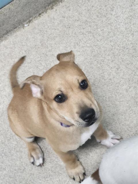 HEMI, an adoptable Rat Terrier in Newton, NC