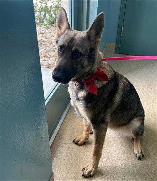 CHEYENNE