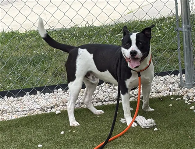 Jo Jo - Pit Bull Terrier