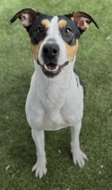Sienna - Hound
