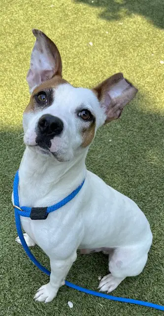 Mason - American Pit Bull Terrier
