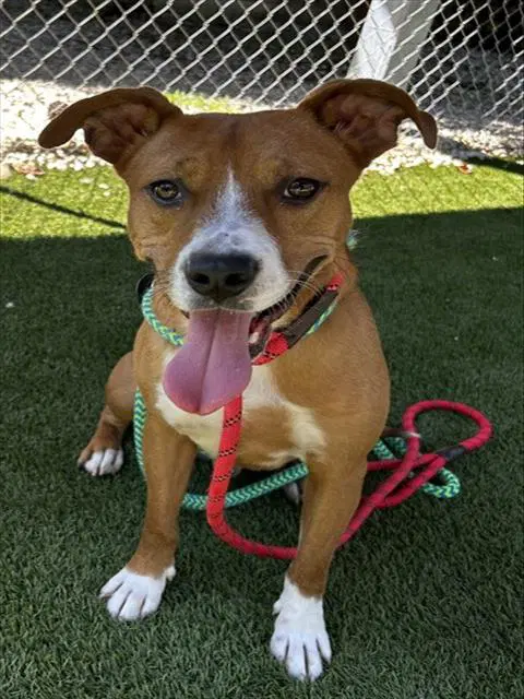 Roscoe - American Pit Bull Terrier