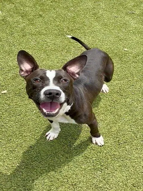 Leonard - American Pit Bull Terrier