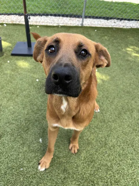 Cody - Black Mouth Cur
