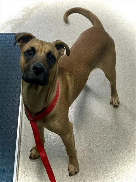 Ross - Black Mouth Cur