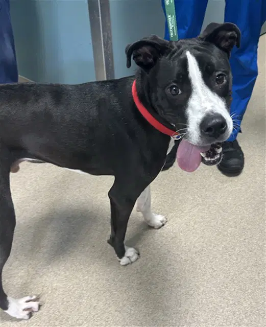 Damian - Pit Bull Terrier