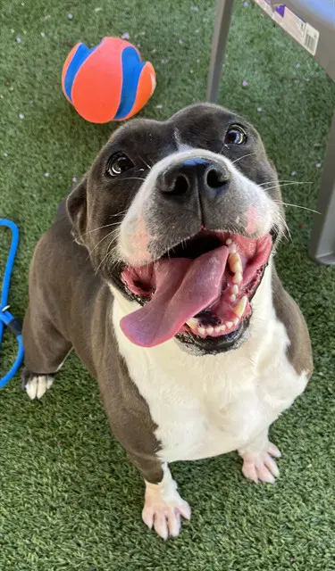 Josephine - American Staffordshire Terrier
