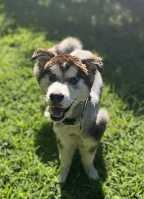 Benson - Alaskan Malamute
