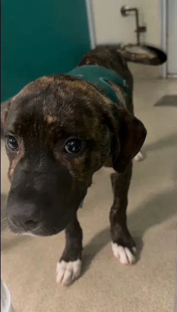 Raleigh - Pit Bull Terrier