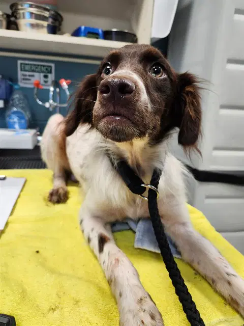 Spot - German Shorthaired Pointer