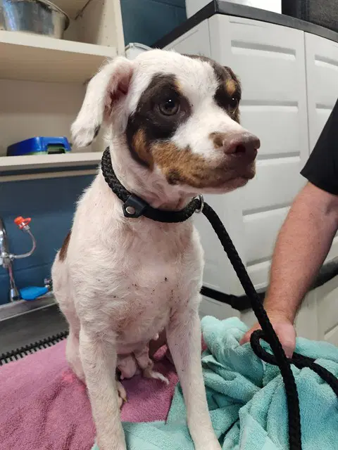 Little Bit - German Shorthaired Pointer