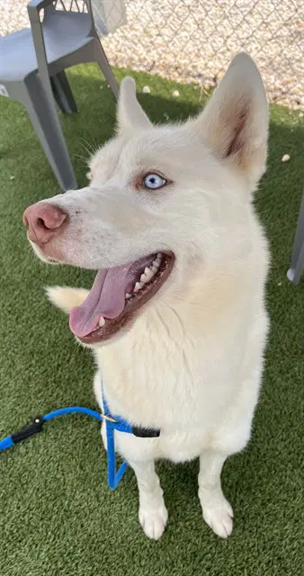 Yukon - Husky