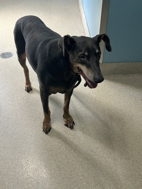 picture of the dog needing adoption