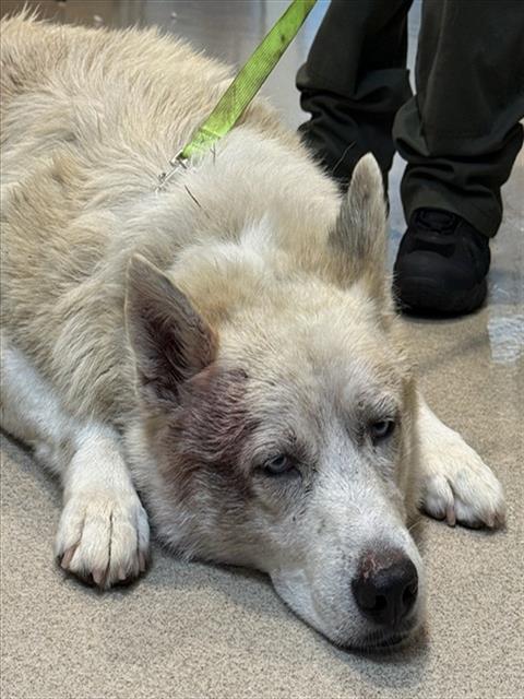 picture of the dog needing adoption