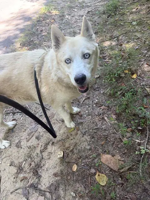 Jackson - Husky