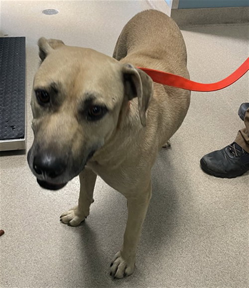 picture of the dog needing adoption