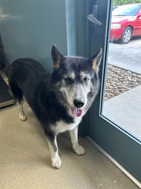 picture of the dog needing adoption