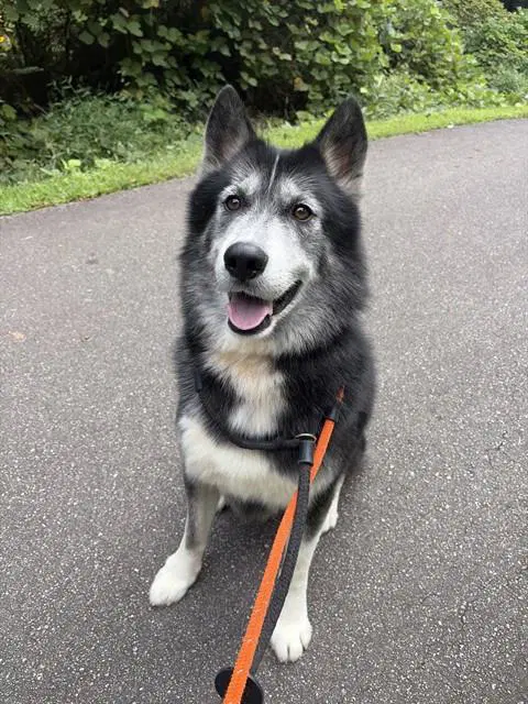Chief - Husky