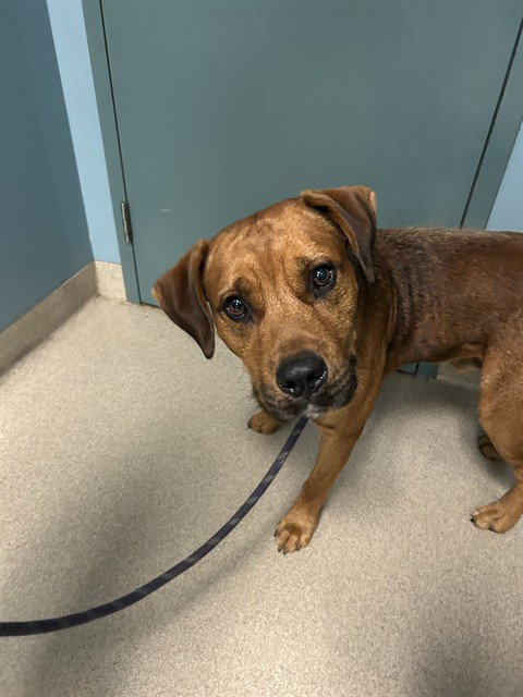 picture of the dog needing adoption