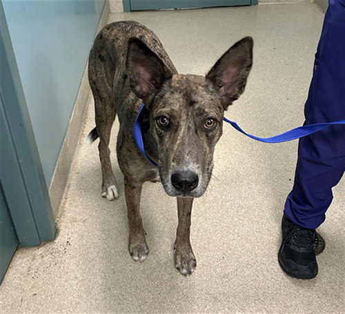 picture of the dog needing adoption