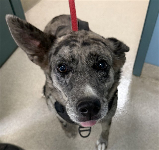 Luna, Catahoula Leopard Dog