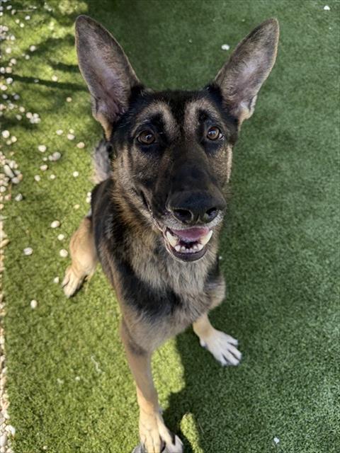 Snickers, German Shepherd Dog