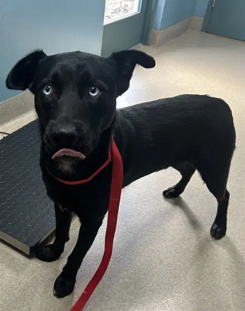 Castor - Labrador Retriever
