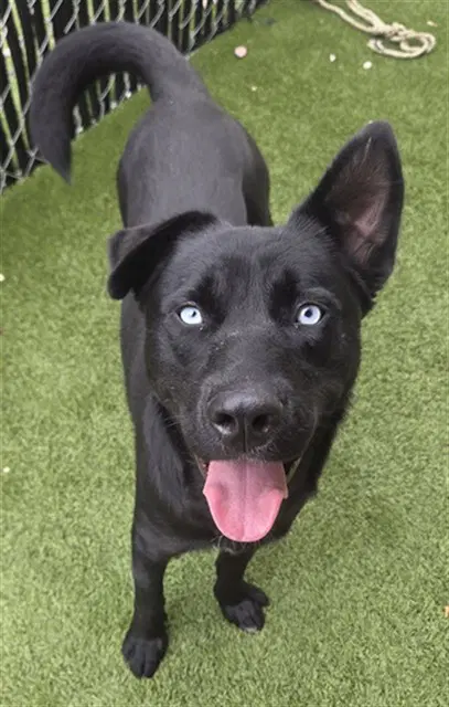 Castor - Labrador Retriever