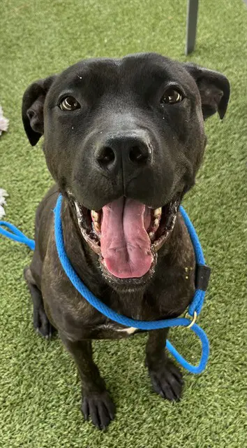 Shuri - Labrador Retriever